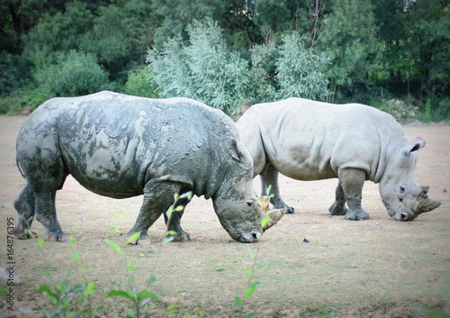 rhinocéros blancs d'afrique  en couple en parc animalier