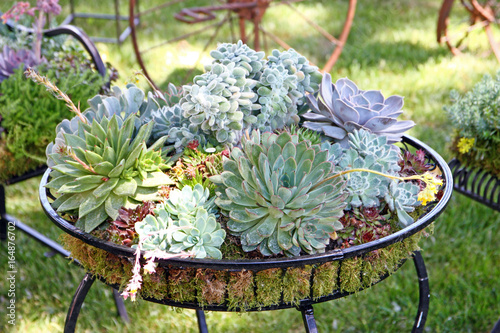 Various succulents, decoration