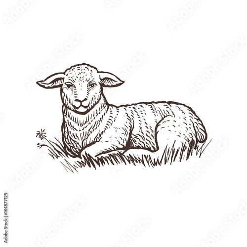Fotótapéta Lamb farm animal sketch, isolated lamb mammal on the white background
