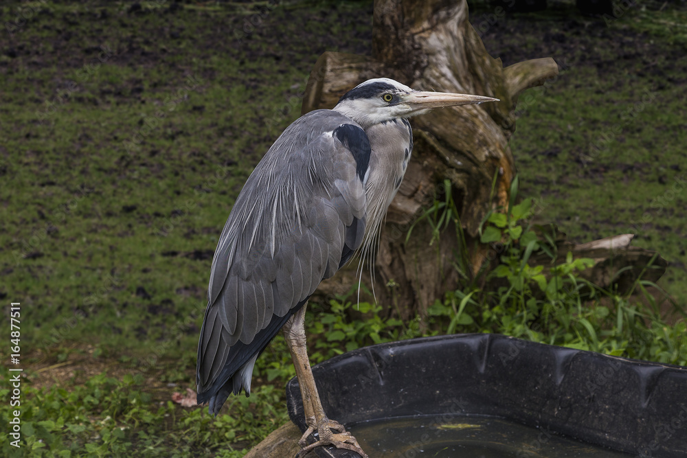 Fototapeta premium Grey Heron