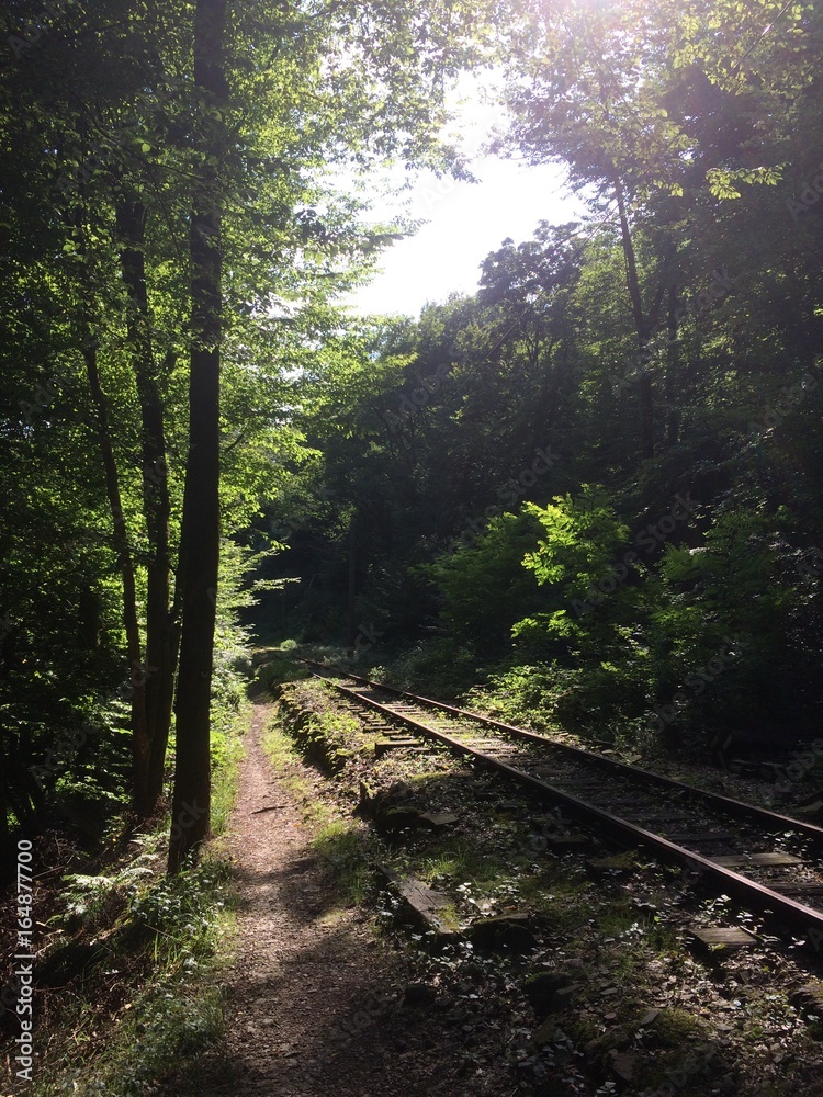 Bahnschienen neben Weg im Wald Bahnschienen neben Weg im Wald