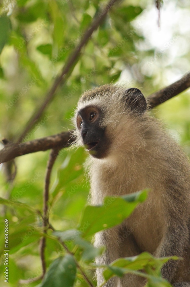 singe surpris singe surpris