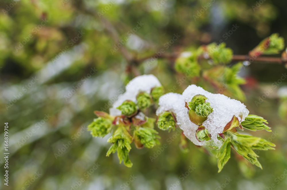 Wintereinbruch im Frühling auf den Knospen Wintereinbruch im Frühling auf den Knospen