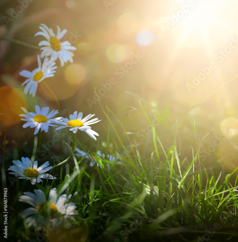 art abstract spring background or summer background with fresh flowers