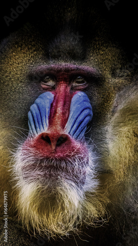 Male Mandrill