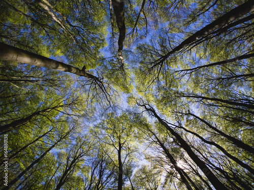 Nationalpark Jasmund Rügen Königsstuhl Buchenwald