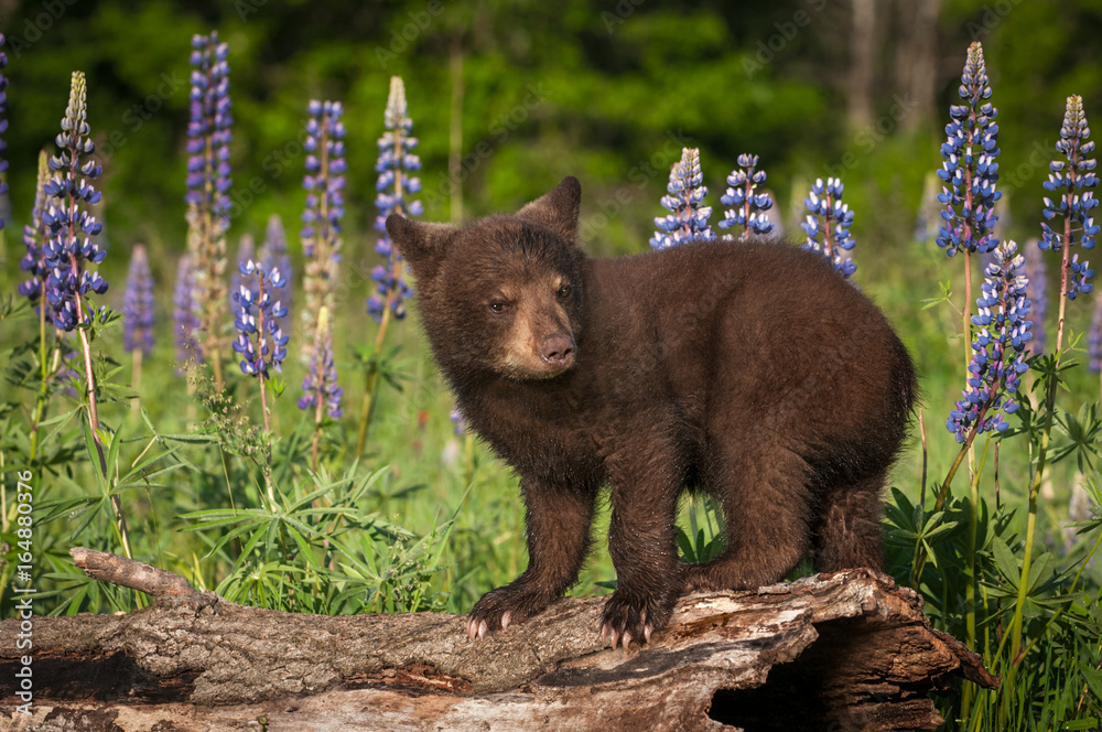 Fototapeta premium Black Bear Cub (Ursus americanus) Stands On Log Ears Back