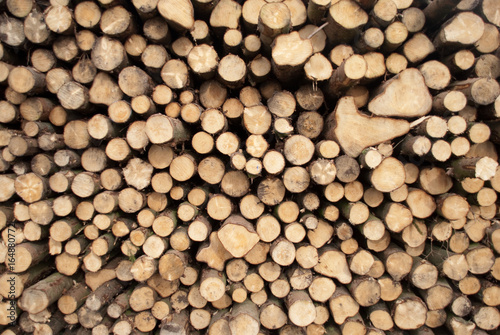 Pile of logs freshly cut