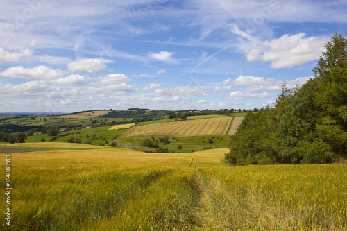 hillside barley