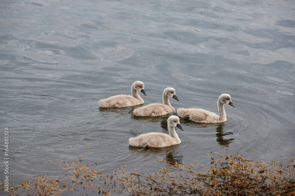 Four swan ducklings Four swan ducklings