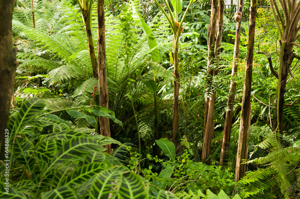 Plants in a tropical ravine rainforest Plants in a tropical ravine rainforest