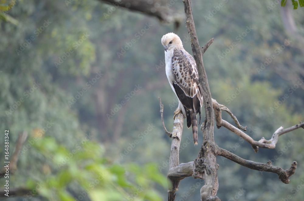Fototapeta premium White Eagle Shivalik mountains
