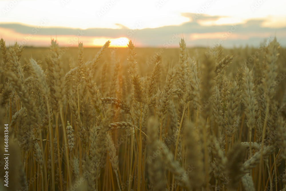 Naklejka premium wheat field sunset