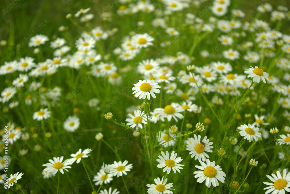 chamomile daisy field flower background background chamomile daisy field flower background background