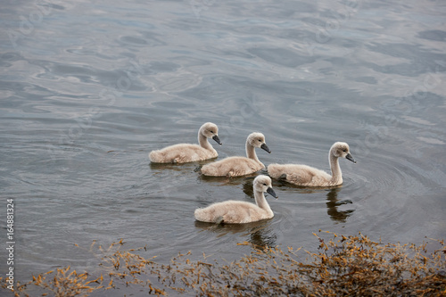Four swan ducklings