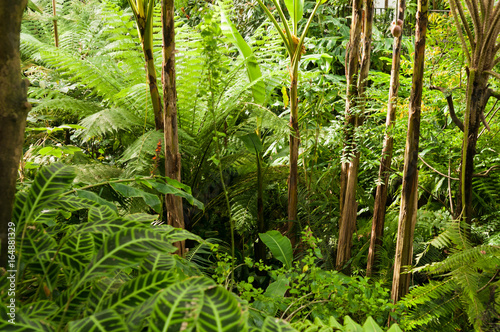 Plants in a tropical ravine rainforest
