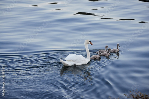 Swan with 4 ducklings