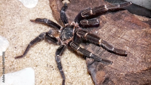 Caranguejeira Spider 