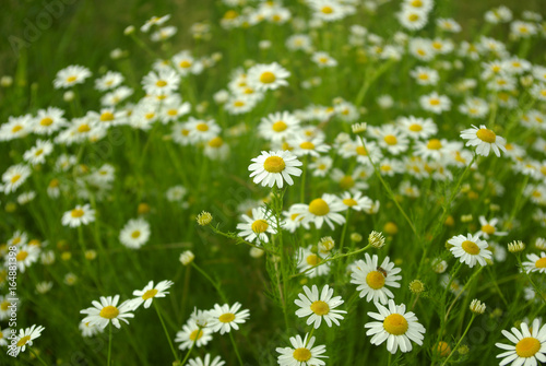 chamomile daisy field flower background background