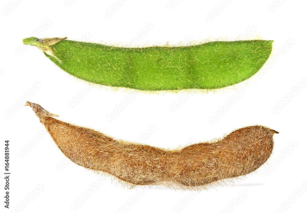 Fototapeta premium Soy pods on a white background