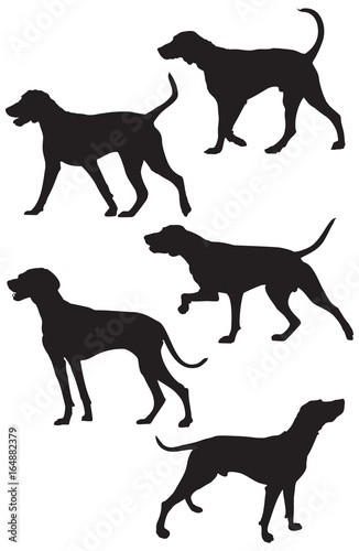 Weimaraner Hunting Dog Breed Silhouettes  vector illustration from Dog Show silhouette series