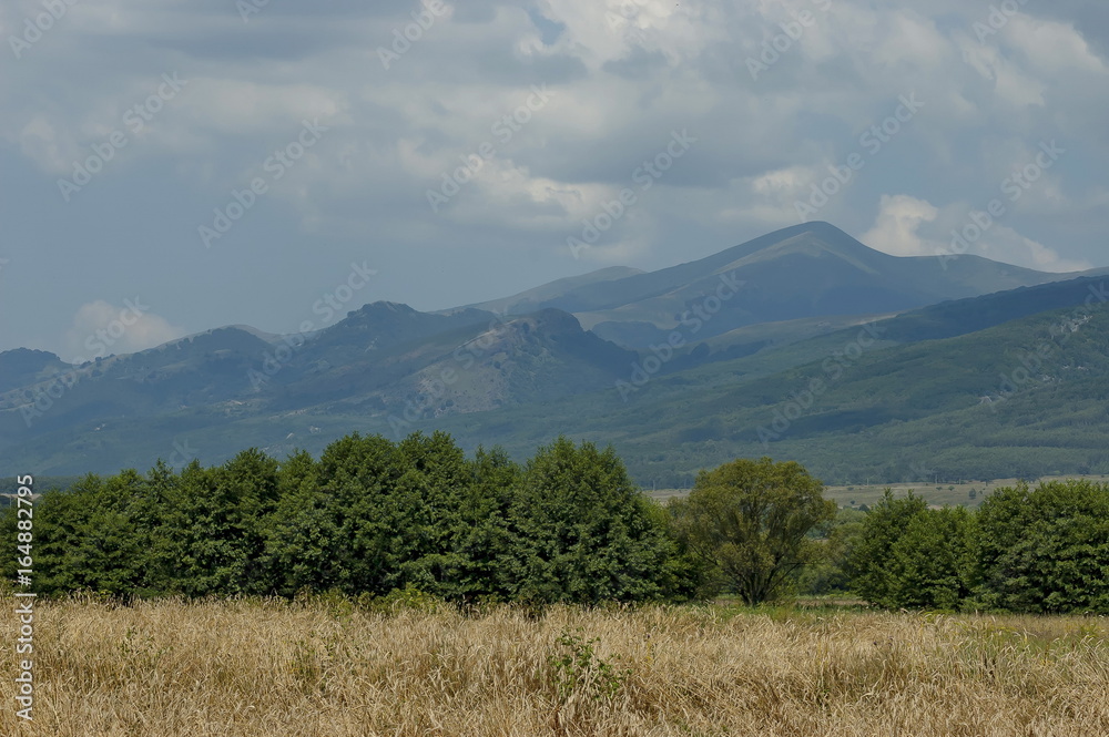 Fototapeta premium Majestic mountain top overgrown with forest, ripe wheat field and grass glade, Central Balkan mountain, StaraPlanina, Bulgaria