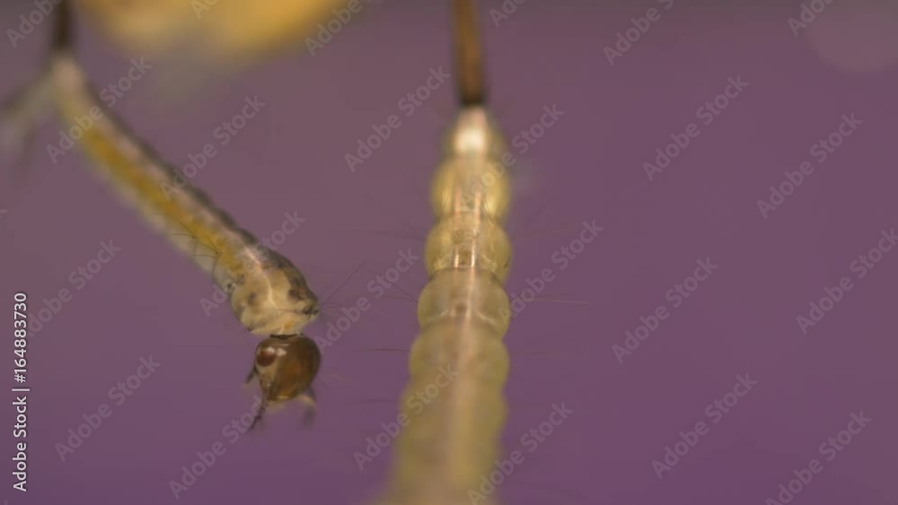 Larvae of the mosquito flourishing in still waters Larvae of the mosquito flourishing in still waters