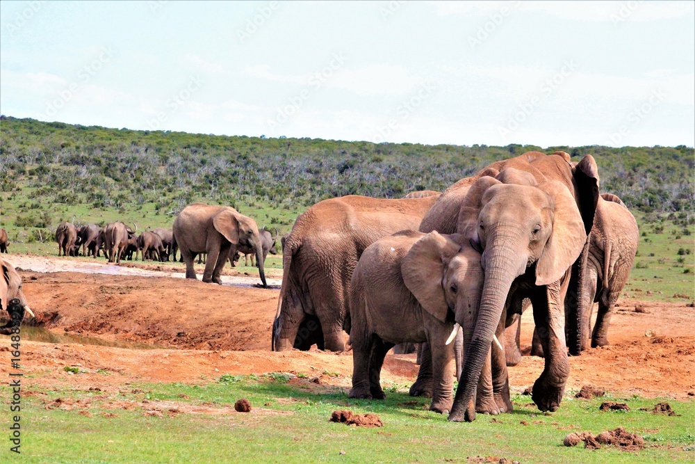 junge, spielende Elefanten