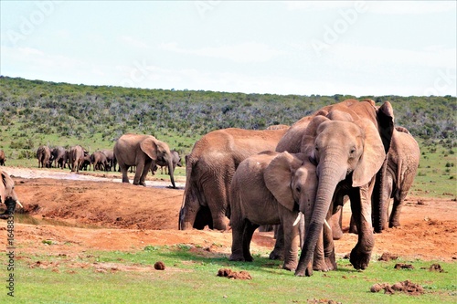junge  spielende Elefanten