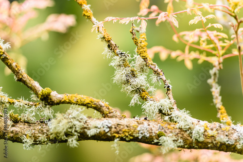 Cartilage lichen growing on the branches of a tree. photo