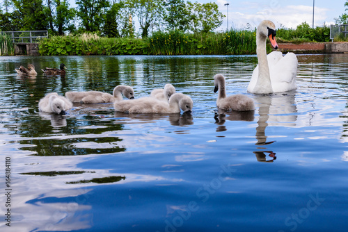 Fotografia Female mute swan with five 5 cygnets swimming in a lake