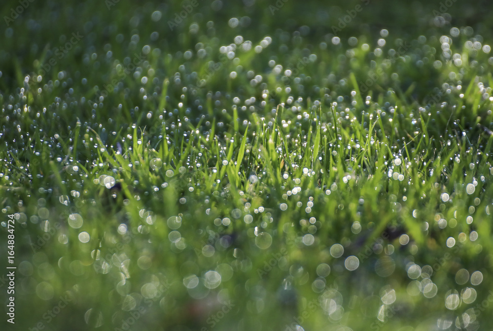 Morning dew on grass in England 