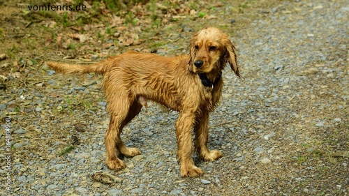 nasser Hund / wet dog
