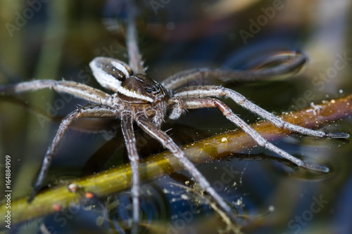 Six-spotted Fishing Spider on a pond surface
