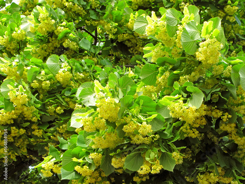 Lush flowering of linden. Large inflorescences on tree.