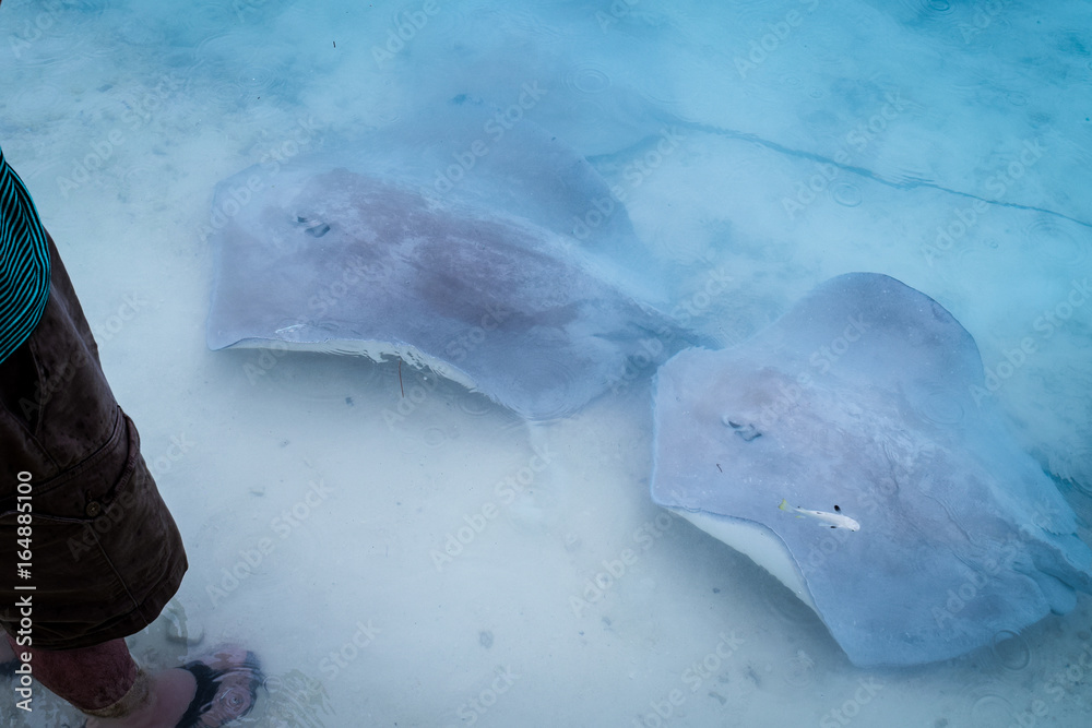 Naklejka premium A whole school of stingrays, ready to get fed.