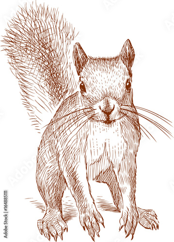 Sketch of a small red squirrel