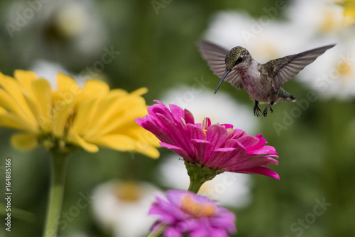 Hummingbird working in the flowers
