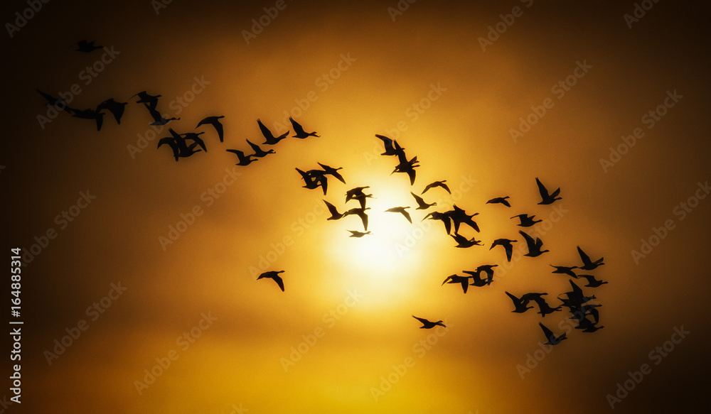 Obraz premium Birds in flight