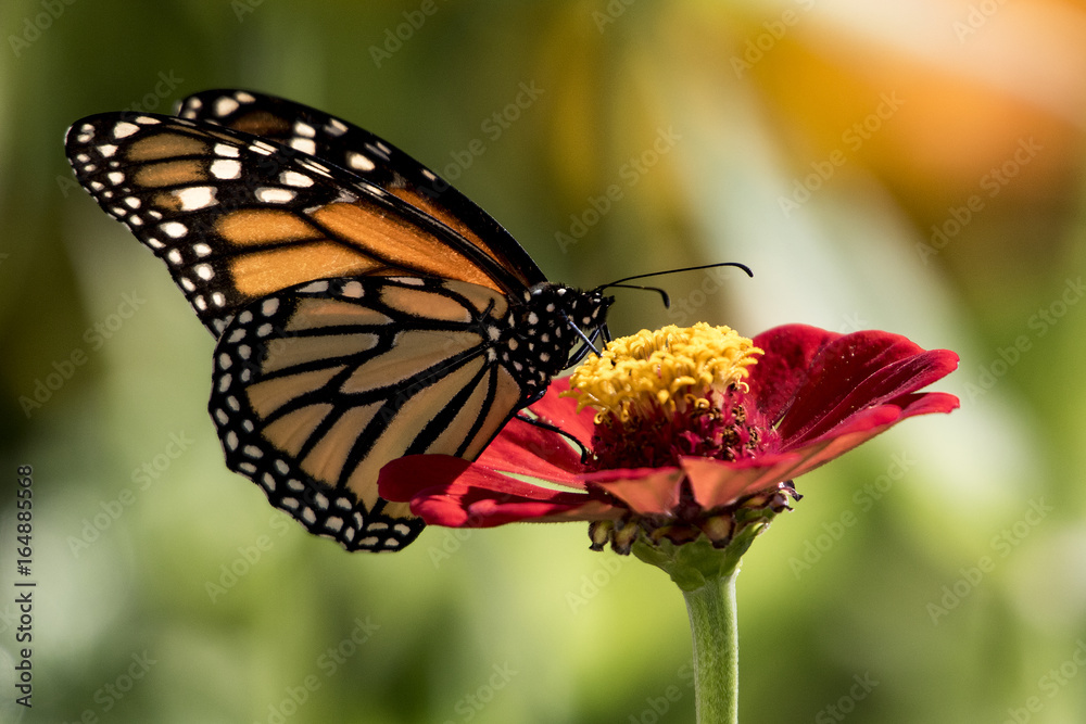 Fototapeta premium A monarch butterfly working in the flowers