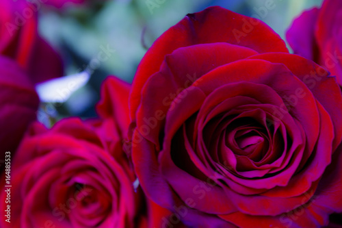 red rose roses detail beautiful 
