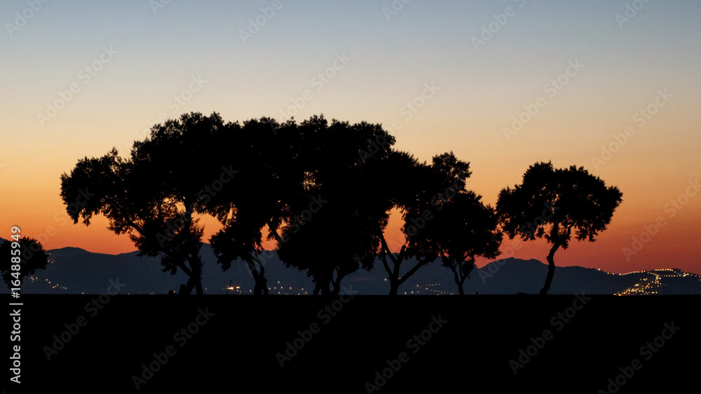 trees at sunset in the shade