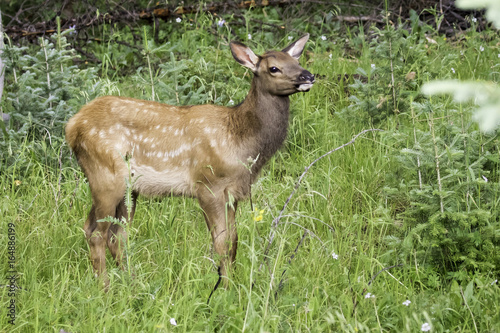 Elk Calf in the Rockies