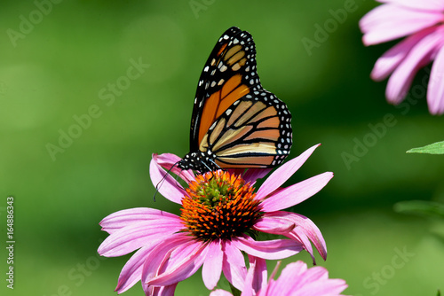 Monarch butterfly on purple cone flower Danaus plexippus © dvande