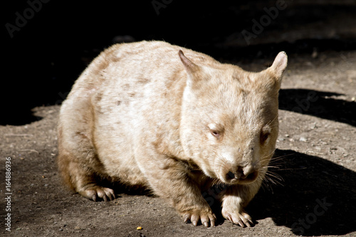 Fototapeta Naklejka Na Ścianę i Meble -  wombat