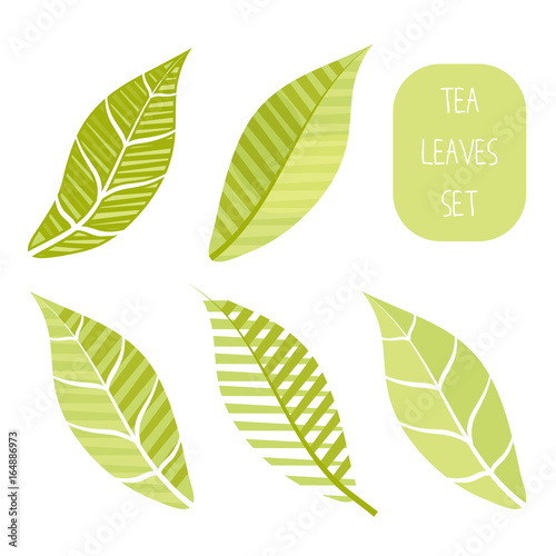 Tea leaves set in different styles, isolated on white. Flat, suitable for logo development