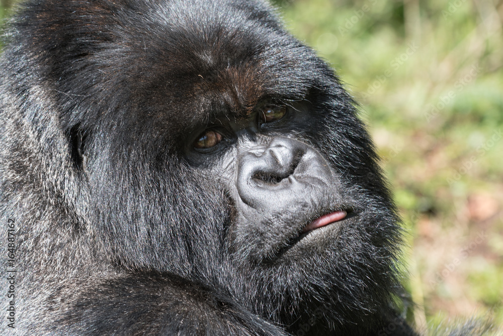 Obraz premium Gorilla sticking out tongue
