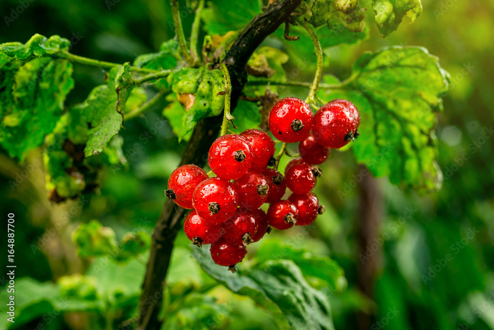 bush of red currant growing in a garden.Background of red currant. Ripe red currants close-up as background. Harvest the ripe berries of red currants.Summer Harvest bush of red currant growing in a garden.Background of red currant. Ripe red currants close-up as background. Harvest the ripe berries of red currants.Summer Harvest
