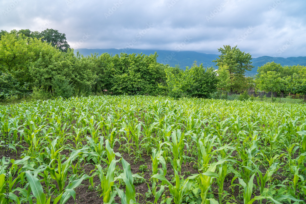 Small corn field agriculture. Green nature. Rural farm land in summer