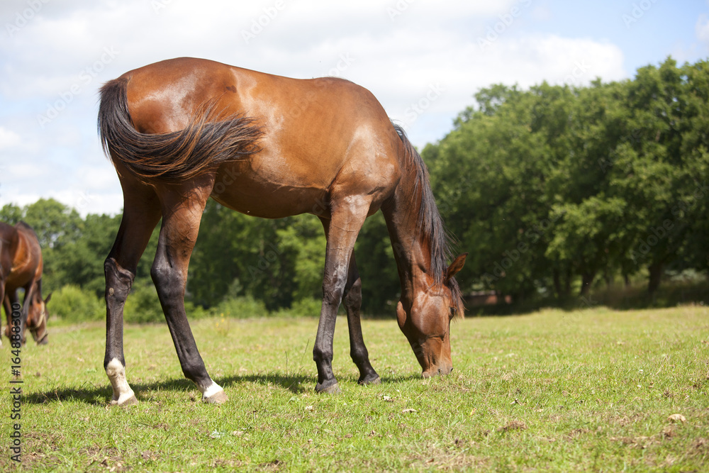 Obraz premium Jährling Stute frisst Gras